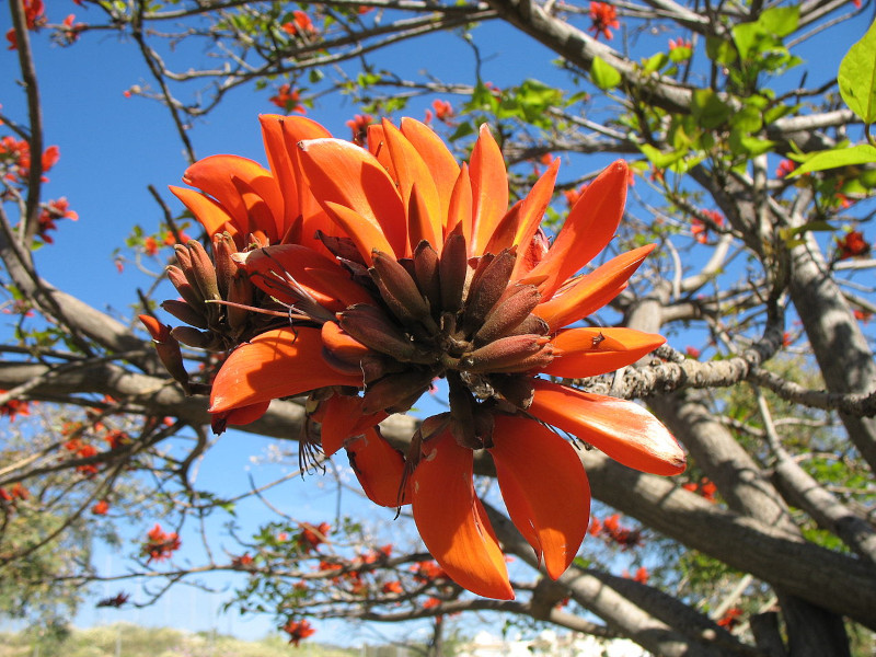 Coast Coral Tree, Erythrina caffra