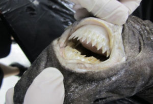 Cookiecutter Shark, Isistius brasiliensis