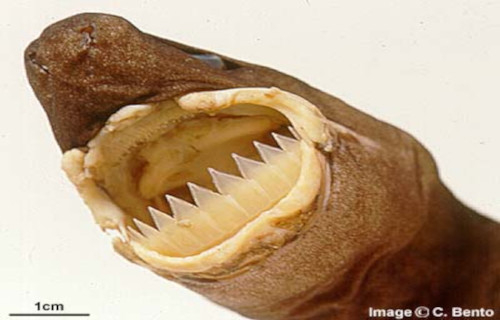 Cookiecutter Shark, Isistius brasiliensis