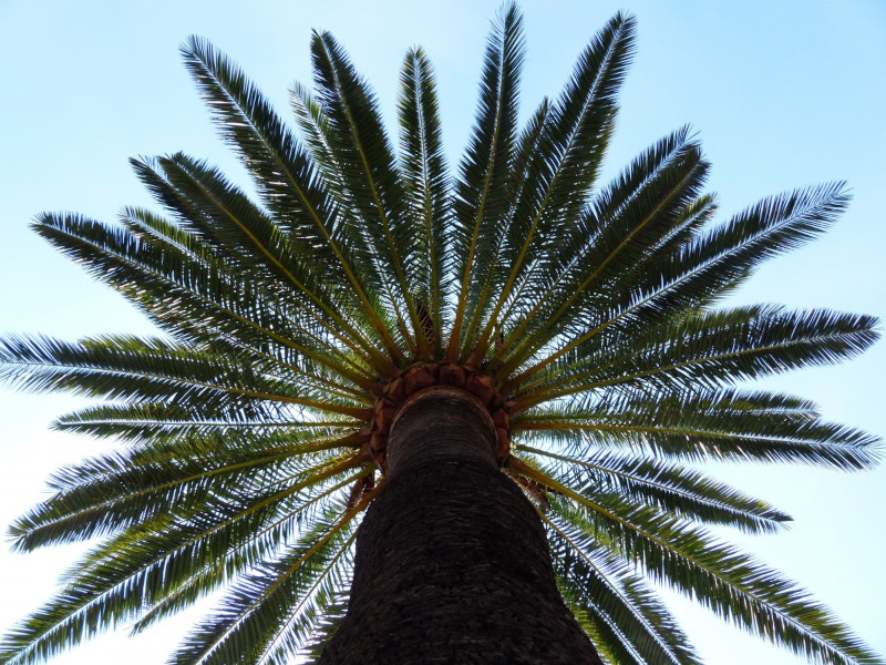 Cretan Date Palm, Phoenix theophrasti