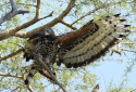 Crowned Eagle, Stephanoaetus coronatus