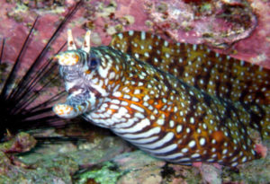 Dragon Moray Eel, Enchelycore pardalis