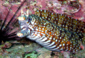 Dragon Moray Eel, Enchelycore pardalis