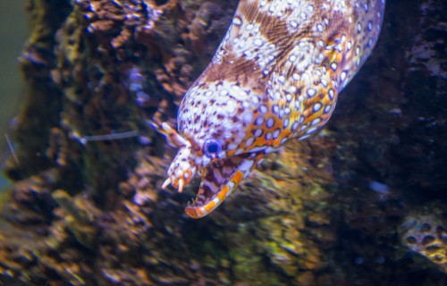 Dragon Moray Eel, Enchelycore pardalis