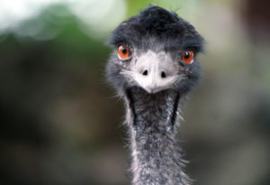 Emu, Dromaius novaehollandiae
