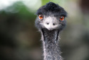 Emu, Dromaius novaehollandiae