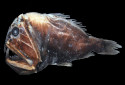 Fangtooth, Anoplogastridae