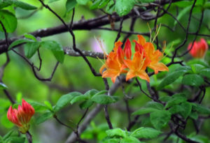 Flame Azalea, Rhododendron calendulaceum