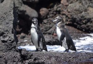 Galapagos Penguin, Spheniscus mendiculus