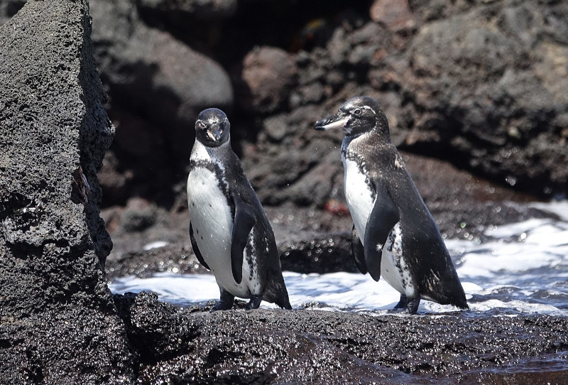 Galapagos Penguin, Spheniscus mendiculus