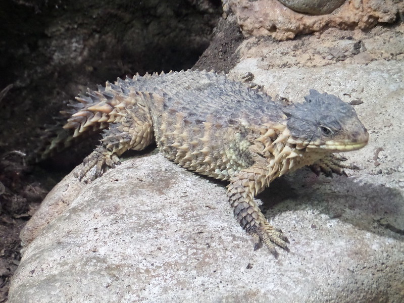 how much is an armadillo lizard