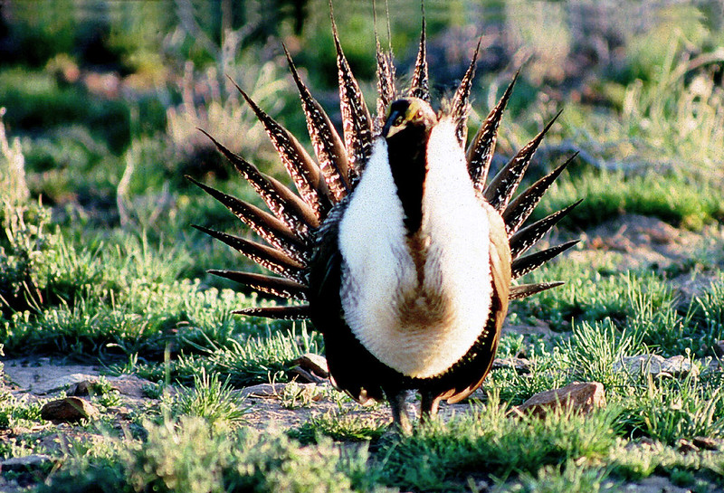 Greater Sage Grouse, Centrocercus urophasianus