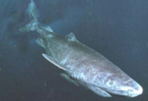 Greenland Shark, Somniosus microcephalus