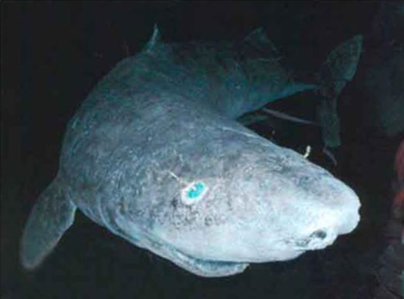Greenland Shark, Somniosus microcephalus
