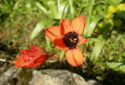 Harlequin Flower, Sparaxis