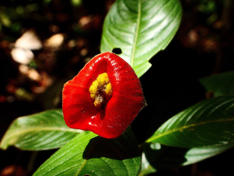 Hooker's Lips, Psychotria elata