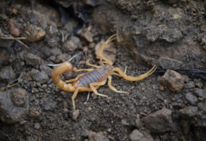 Indian Red Scorpion, Hottentotta tamulus