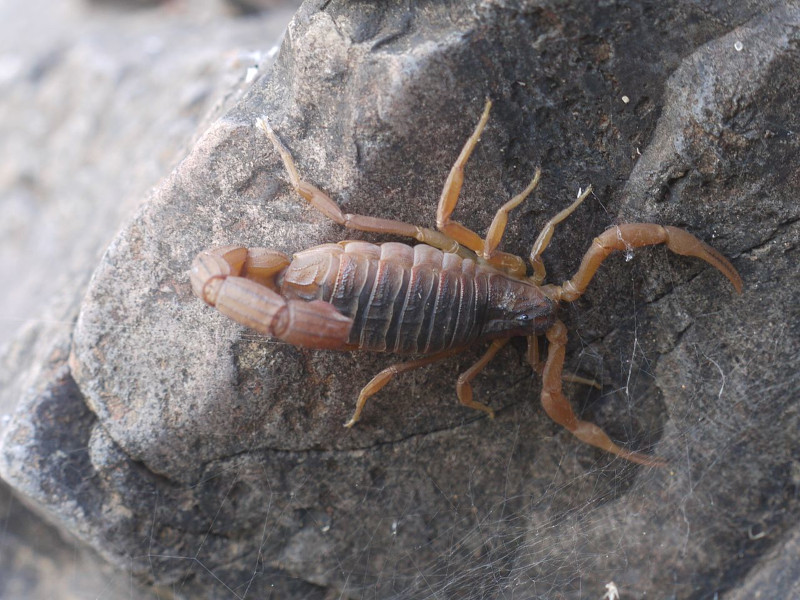 Indian Red Scorpion, Hottentotta tamulus