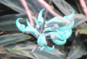 Jade Vine, Strongylodon macrobotrys