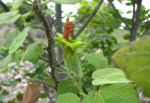 Kauai hau kuahiwi, Hibiscadelphus distans