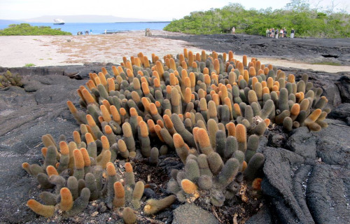 Lava Cactus, Brachycereus nesioticus