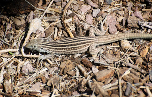 5 Remarkable United States Reptiles