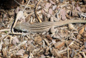 Leaping Lesbian Lizard, Cnemidophorus neomexicanus