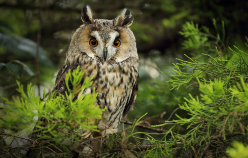 Long Eared Owl, Asio otus