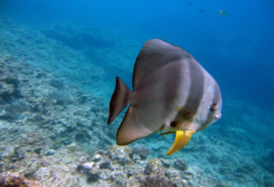 Longfin Batfish, Platax teira