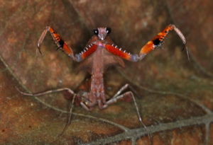 Malaysian Dead Leaf Mantis, Deroplatys lobata