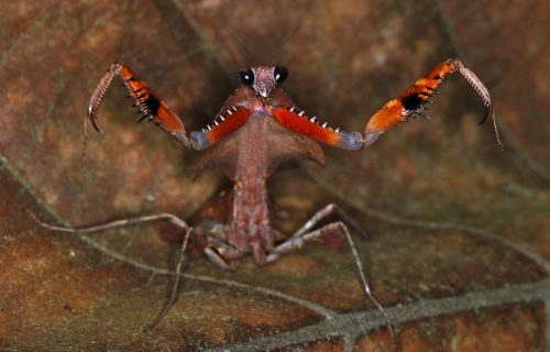 5 Beautiful Insects of Borneo