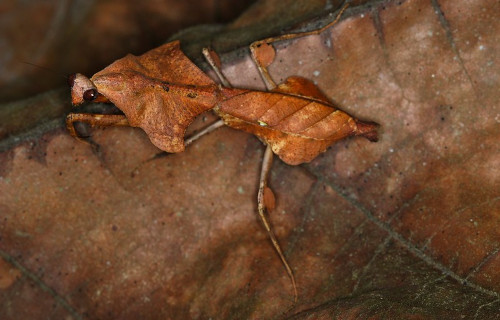 Malaysian Dead Leaf Mantis, Deroplatys lobata