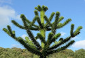 Monkey Puzzle Tree, Araucaria araucana