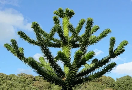 Monkey Puzzle Tree, Araucaria araucana