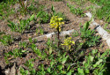 Mount Ranier Lousewort, Pedicularis rainierensis