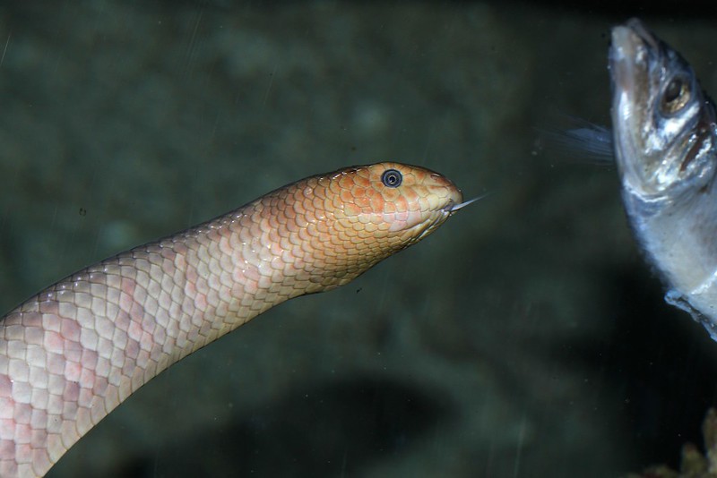 Olive Sea Snake, Aipysurus laevis