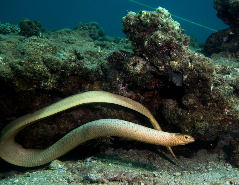 Olive Sea Snake, Aipysurus laevis