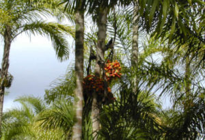 Peach Palm, Bactris gasipaes