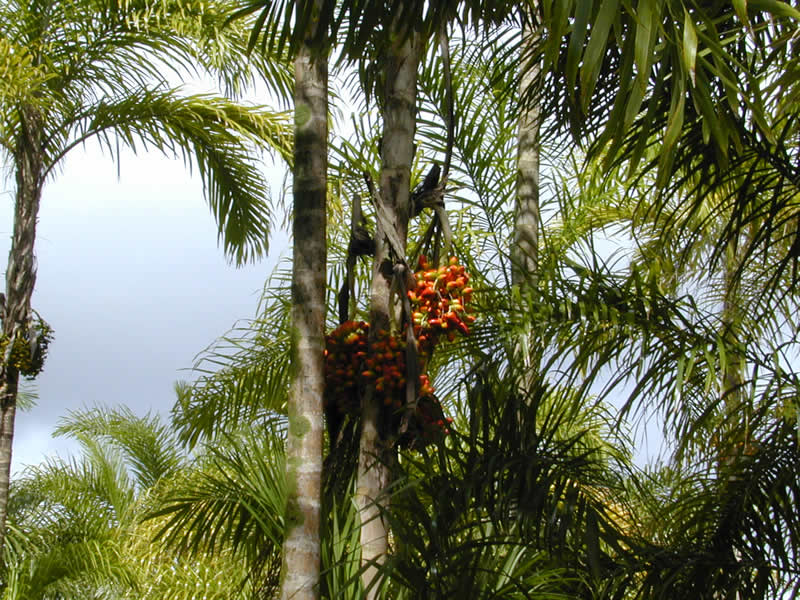 8. Peach and Palm Tree Nails - wide 1