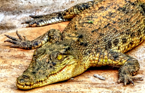 3 Completely Captivating Crocodilians