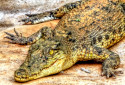 Philippine Crocodile, Crocodylus mindorensis