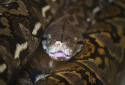 Reticulated Python, Python reticulatus
