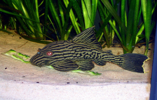 4 Extraordinary Freshwater Fish