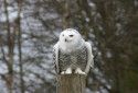 Snowy Owl, Bubo scandiacus