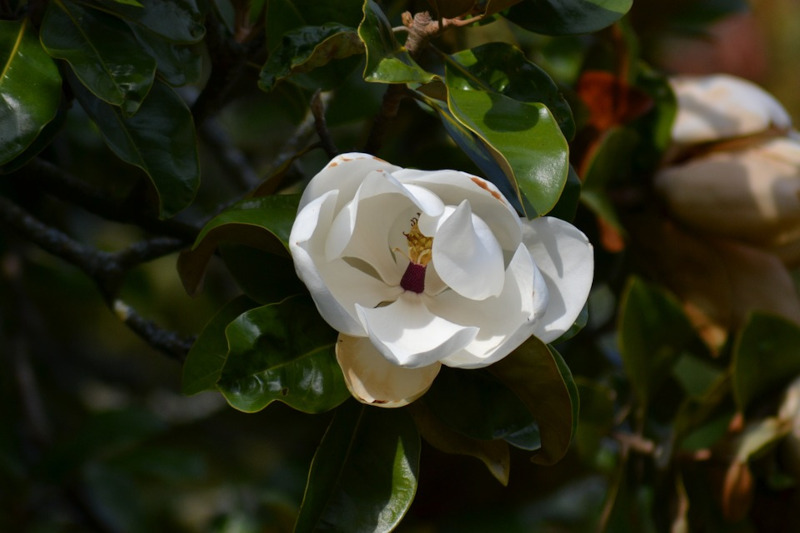Southern Magnolia, Magnolia grandiflora