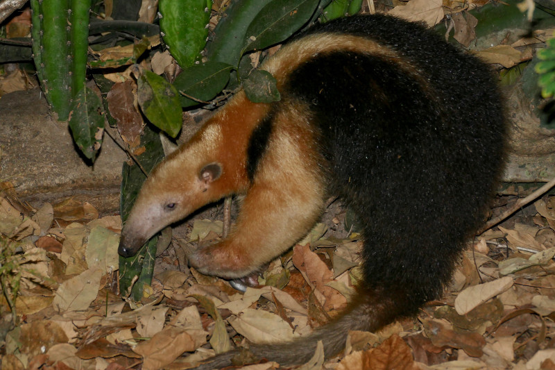 Southern Anteater (Tamandua tetradactyla) in defensive position