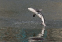 Spinner Shark, Carcharhinus brevipinna