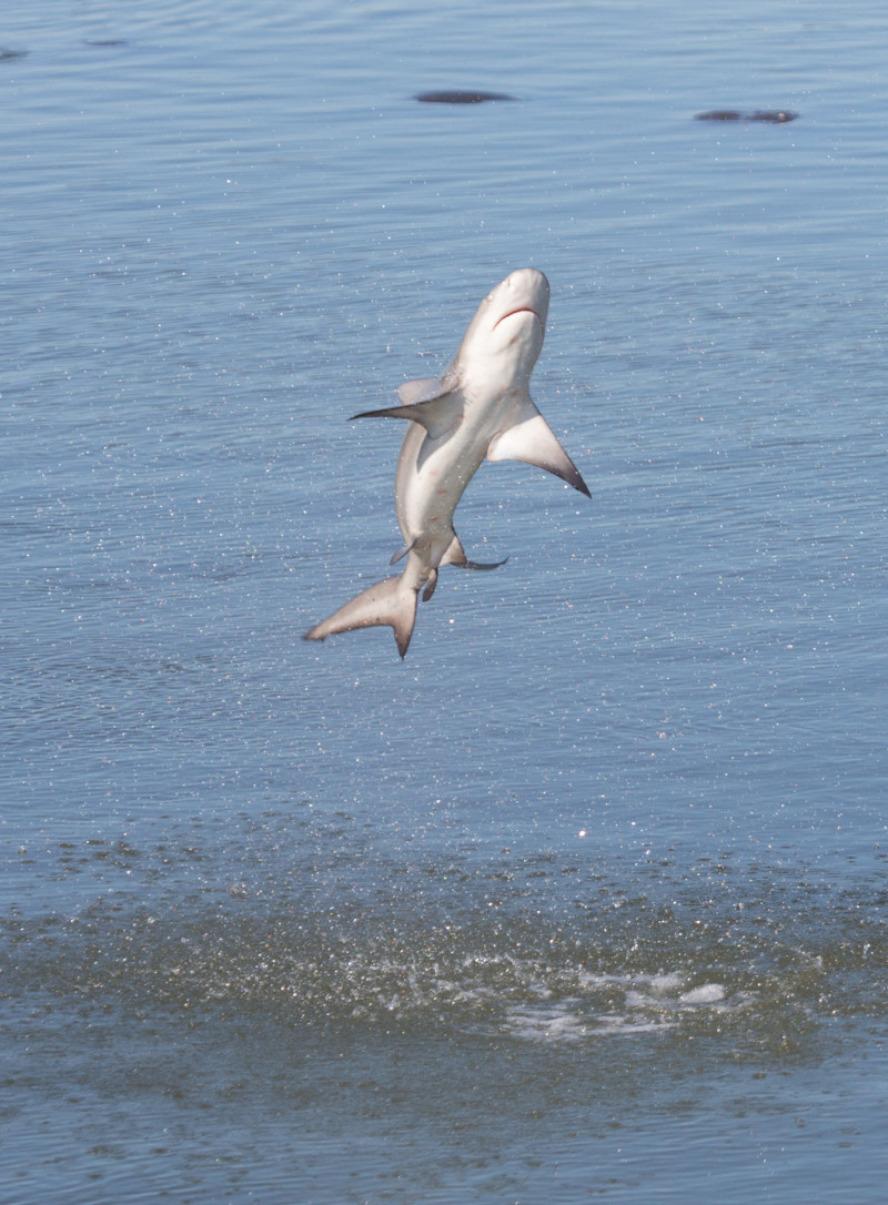 Spinner Shark, Carcharhinus brevipinna