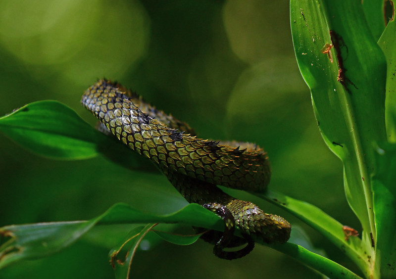 Hairy Bush Viper (Atheris hispida) - Venomous Snake Stock Photo