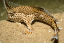 Spotted Handfish, Brachionichthys hirsutus